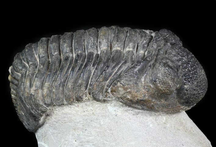 Bargain, Drotops Trilobite On Pedestal of Limestone #45611